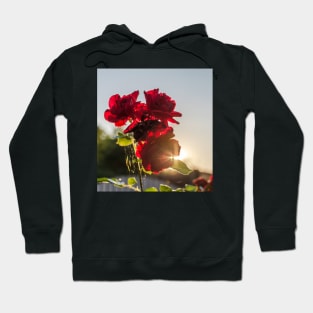 Red roses against summer evening sun Hoodie